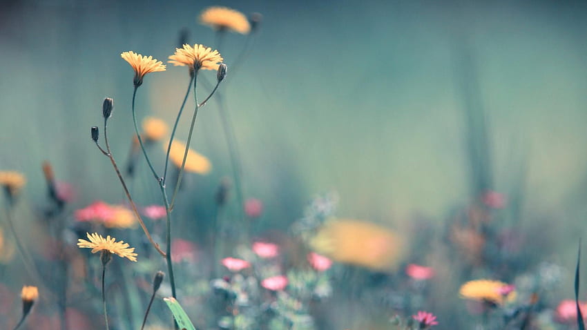 Pretty Garden: jest pięknym tłem, Simple Floral Tapeta HD