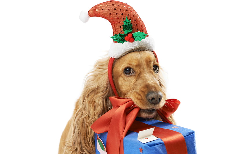 Pembantu Sinterklas, anjing, hewan, craciun, cocker spaniel, hadiah, elf, natal, lucu, santa, caine Wallpaper HD