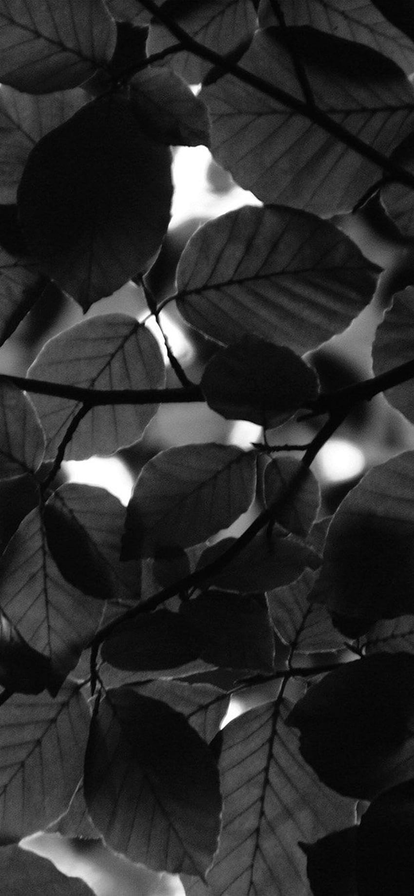 Tree Blossom Nature Leaf Green Dark Bw iPhone X, Black and White Leaf wallpaper ponsel HD