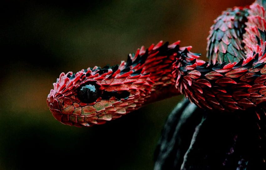 붉은 뱀, 옥수수 뱀 HD 월페이퍼