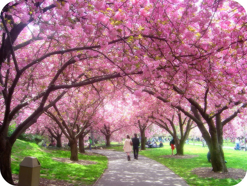 Frühlingsgehweg, Blüten, Sakura, Frühling, Park, Gehweg HD-Hintergrundbild
