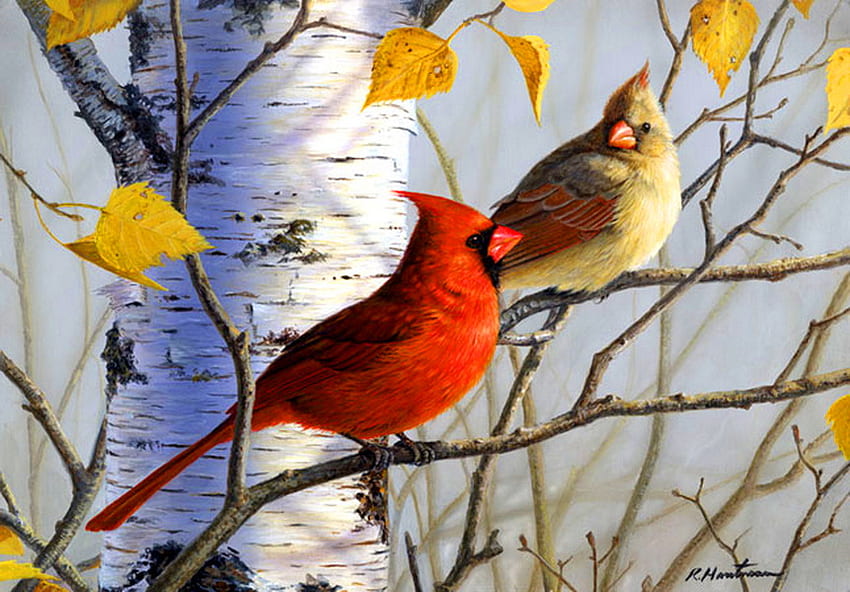 Birch tree Cardinals, birch tree, yellow, red, pair, autumn, cardinals HD wallpaper