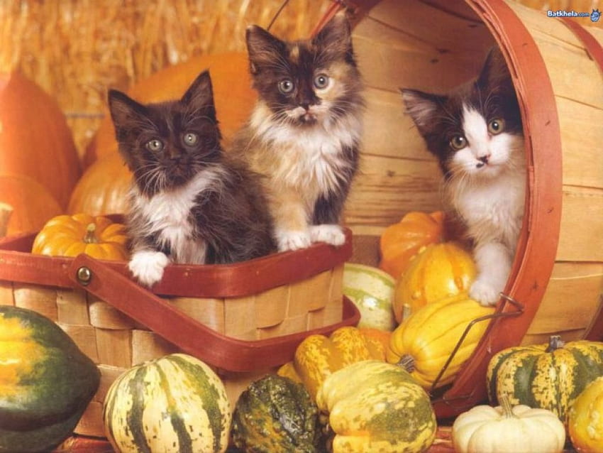 Three kittens in a basket, pumpkin, basket, cute, kittens HD wallpaper