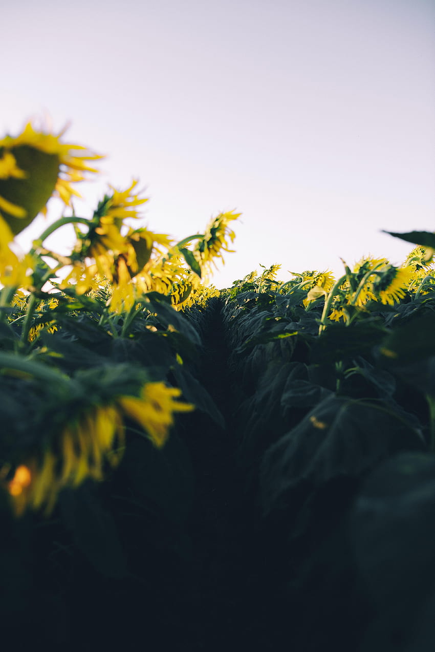 Flowers, Flower, Petals, Field, Path, Sunflower HD phone wallpaper