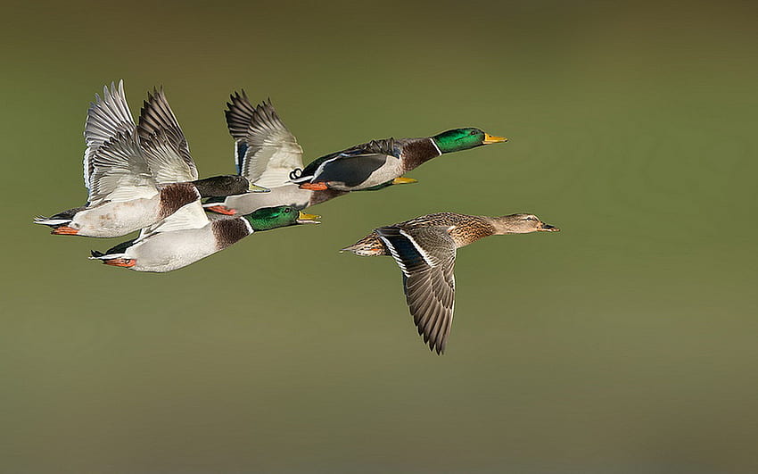 Background Of Flying Ducks HD wallpaper