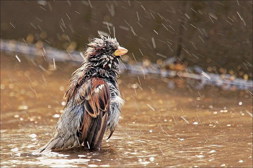 การบำบัดน้ำ นก สัตว์ การบำบัด ธรรมชาติ น้ำ วอลล์เปเปอร์ HD