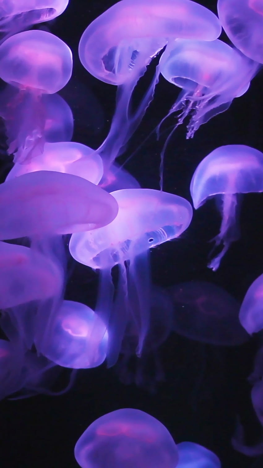 jellyfish. w a l l p a p e r in 2019. iphone, Cute Jellyfish HD phone wallpaper