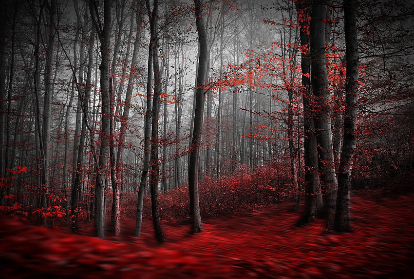 Creepy Forest, Scary Red HD wallpaper