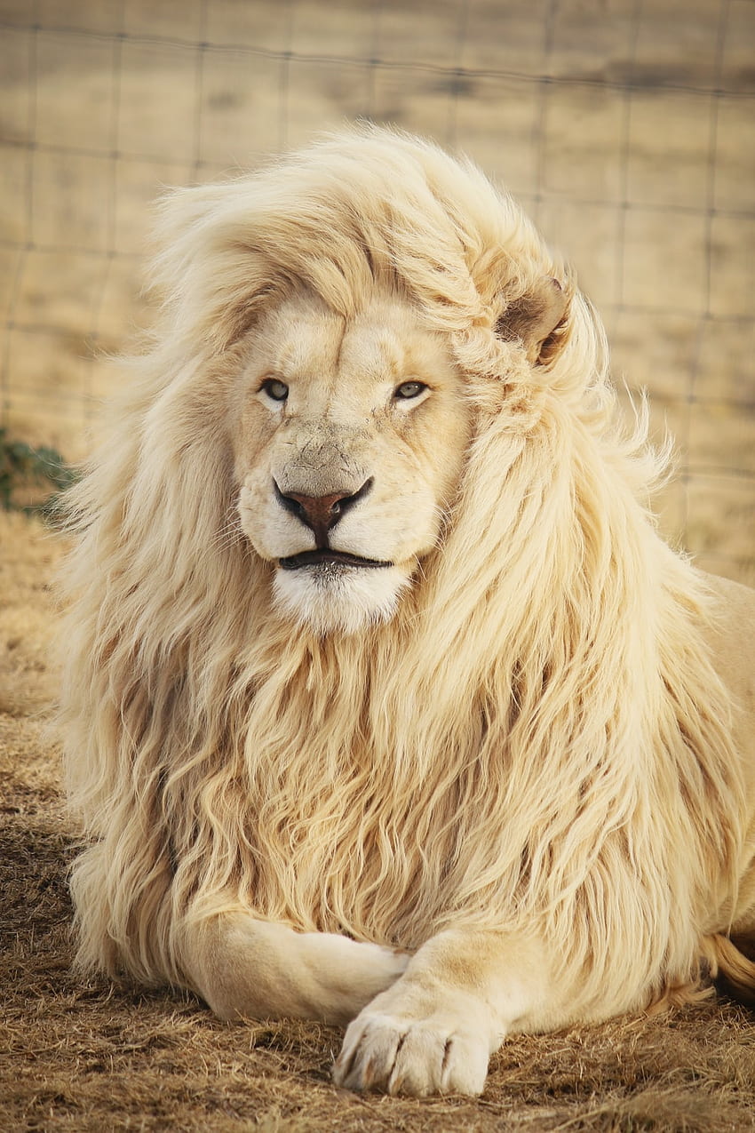 Lion : [HQ], visage de lion blanc Fond d'écran de téléphone HD