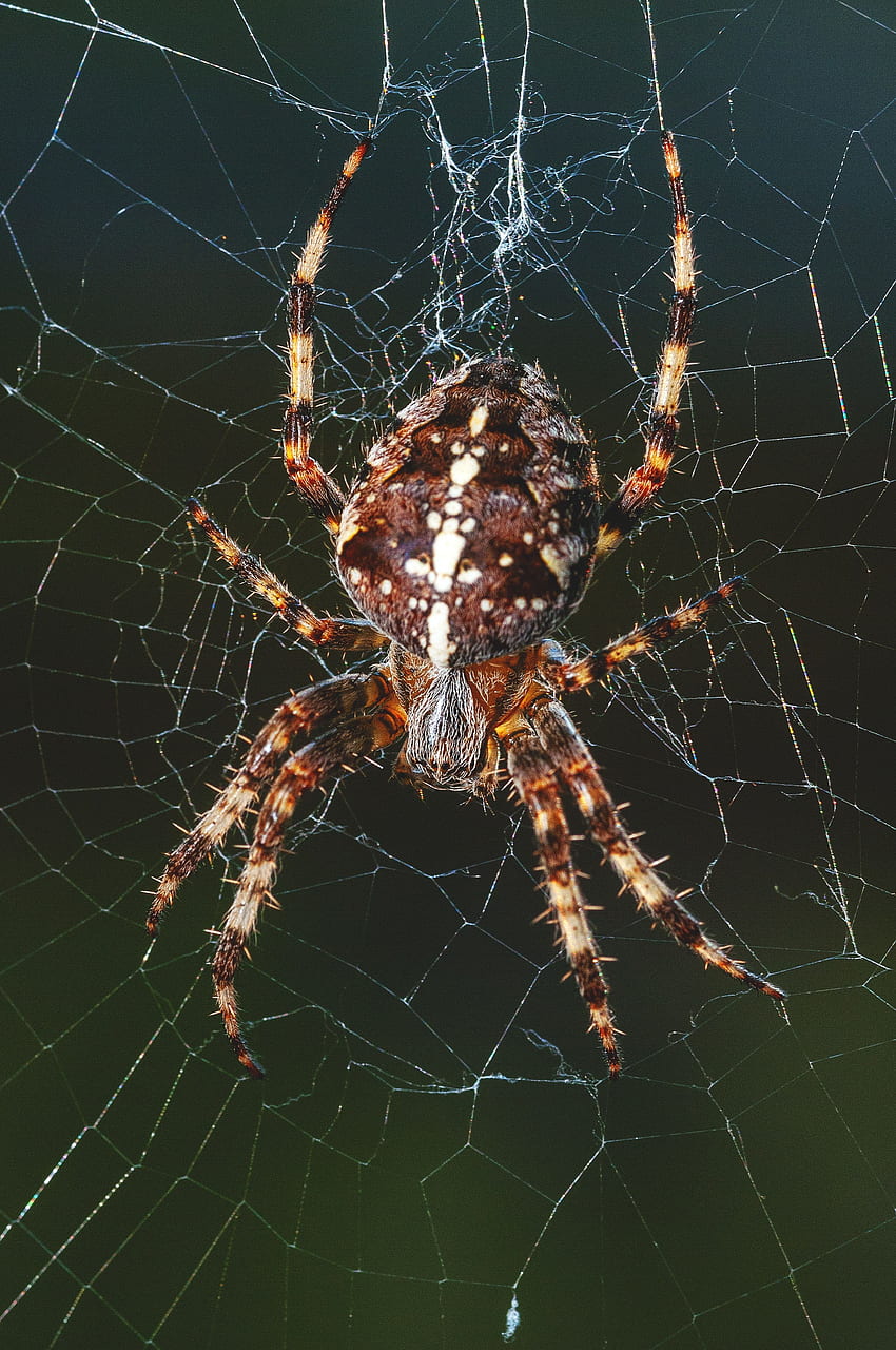 Animals, Web, Insect, Paws, Spider HD phone wallpaper