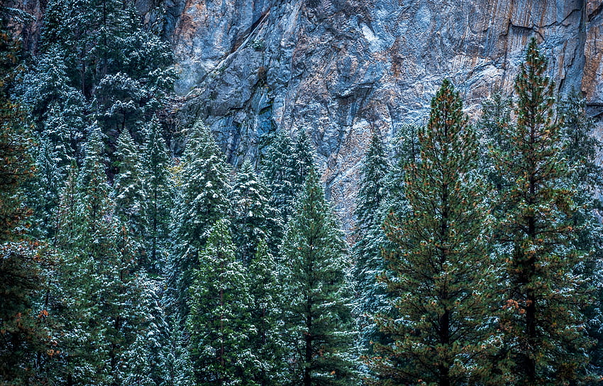 Nature, Arbres, Usa, Forêt, United States, Californie, Yosemite Fond d'écran HD