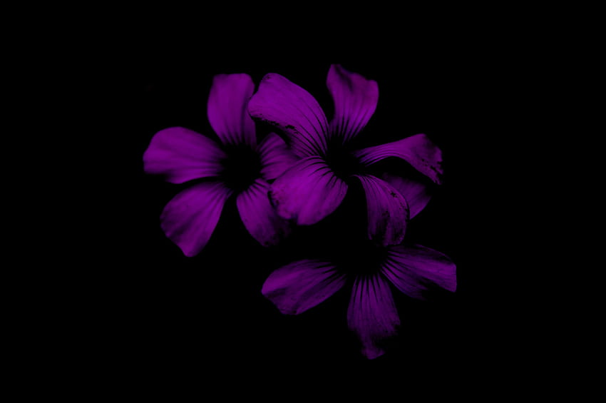 Lilac, Night, Violet, Flower, Dark, Purple HD wallpaper