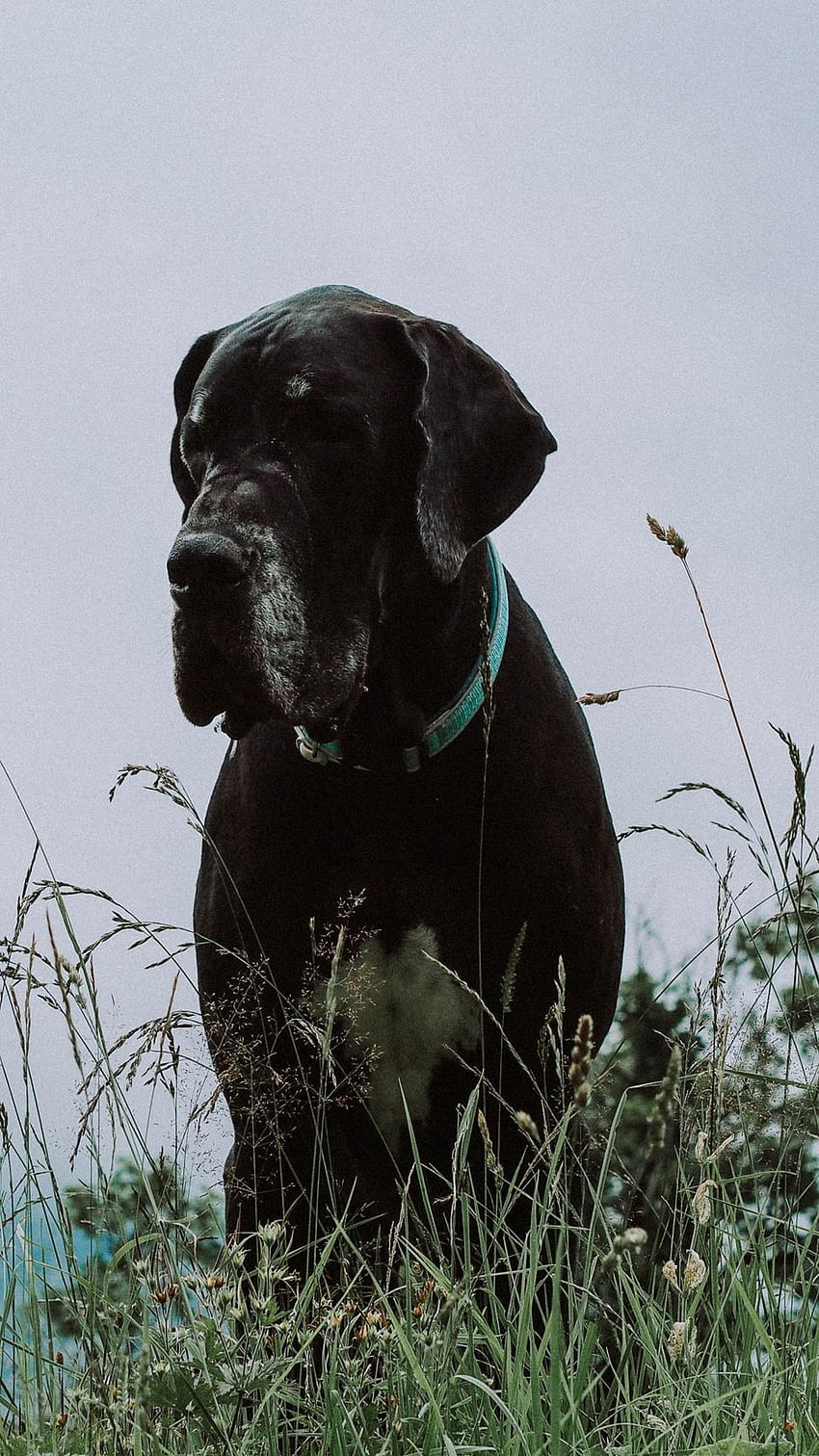 Great Dane, Dog, Grass, Muzzle - Great Dane HD phone wallpaper