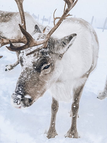 arctic reindeer clipart transparent