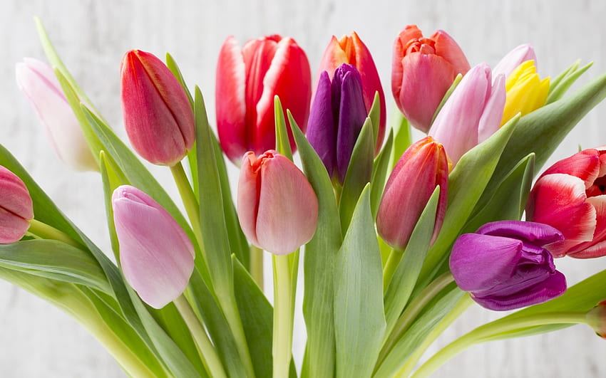 봄 튤립, 보라색, 분홍색, 노란색, 빨간색, 꽃, 튤립, 봄 HD 월페이퍼