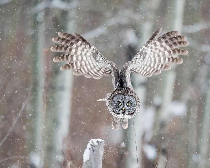 Burung Hantu Kelabu Besar, musim dingin, sayap, burung, hewan, abu-abu, penerbangan, burung hantu Wallpaper HD