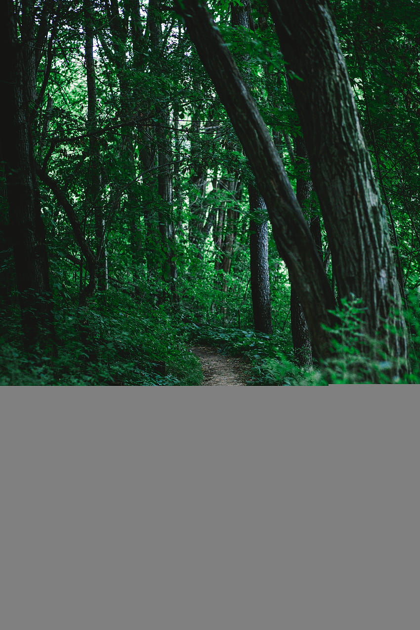 Path Hiking Forest And Trail HD Phone Wallpaper Pxfuel