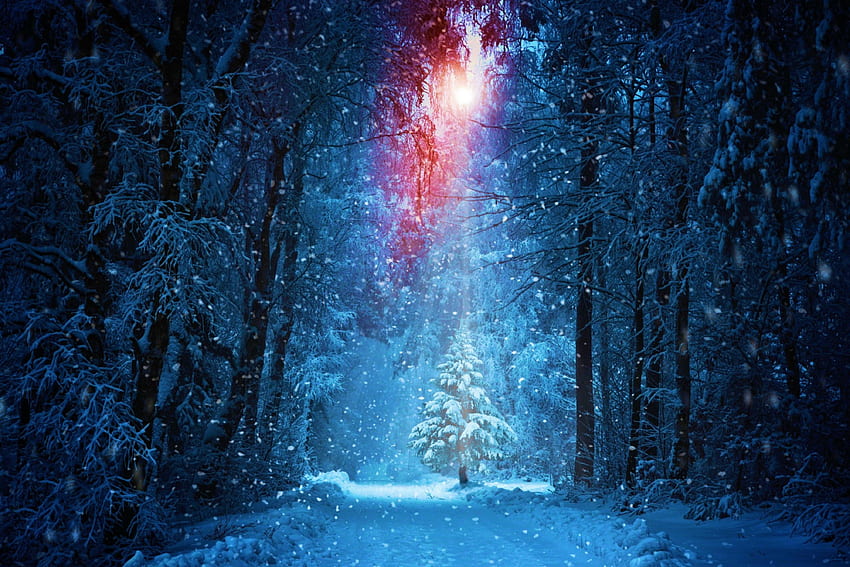 แสงแดดฤดูหนาว แสงแดด เส้นทาง หิมะ ต้นไม้ ป่า วอลล์เปเปอร์ HD