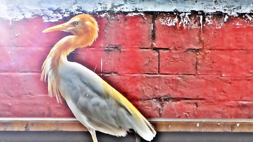 Sarus Crane, животно, sarus, бяло, птица, красива, кран, оранжево HD тапет