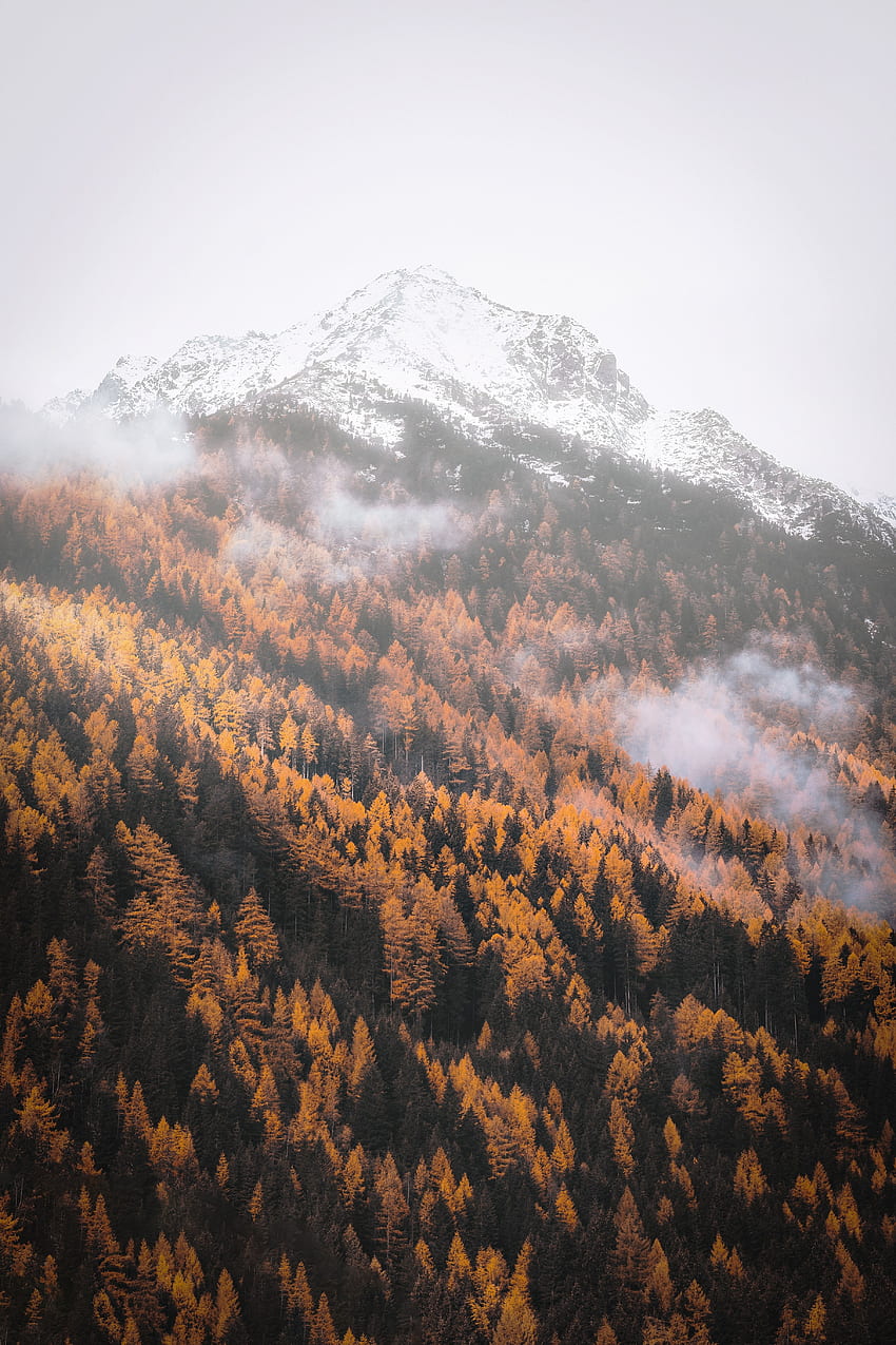 Musim gugur, hutan, pohon, kuning, pegunungan wallpaper ponsel HD