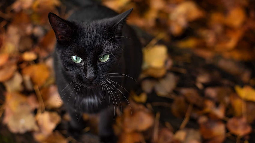 Light Green Eyes Black Cat Is Looking Up In Blur Dry Leaves Background Cat HD wallpaper