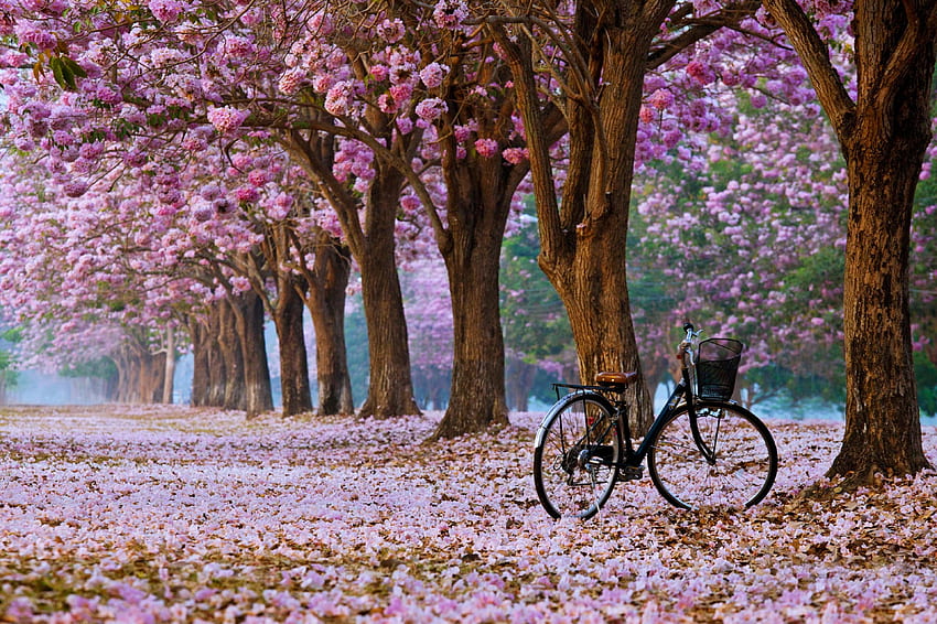 開花の木、ピンク、きれい、花、木、、自然、春 高画質の壁紙