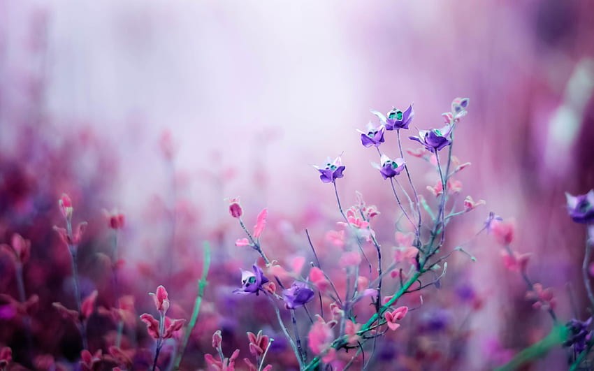 Purpurowe Kwiaty, Piękne Purpurowe Kwiaty Tapeta HD