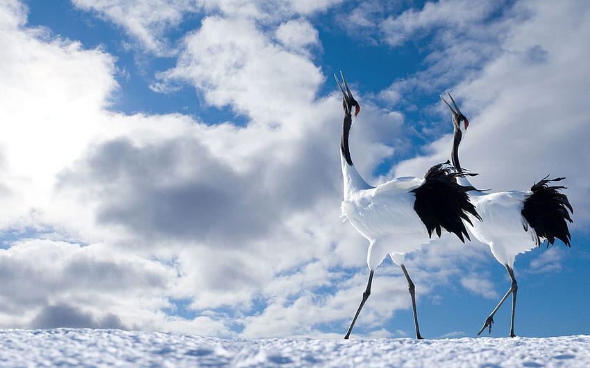 สัตว์ นก คู่รัก คู่ สวย เดินเล่น นกกระเรียนญี่ปุ่น วอลล์เปเปอร์ HD
