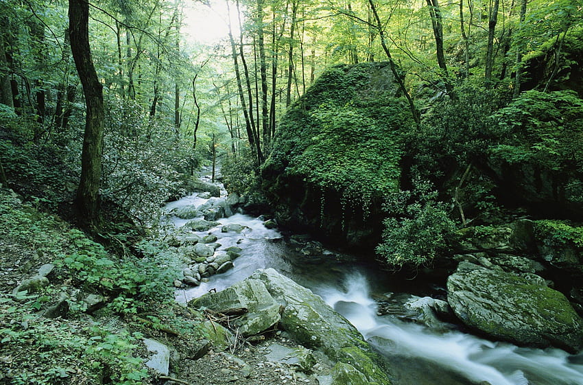 Park Narodowy Great Smoky Mountains, Tennessee, rzeka, wielki, zadymiony, krzewy, park, zielony, drzewa, narodowy, natura, góry, woda, las, tennessee Tapeta HD