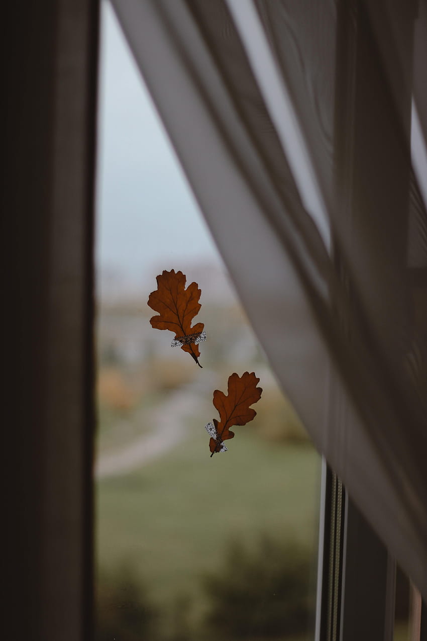 Nature, Autumn, Leaves, Glass, Window, Oak HD phone wallpaper