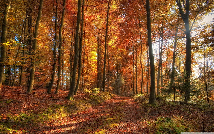 Herbstwaldweg ❤ für Ultra TV, Herbstwaldweg HD-Hintergrundbild