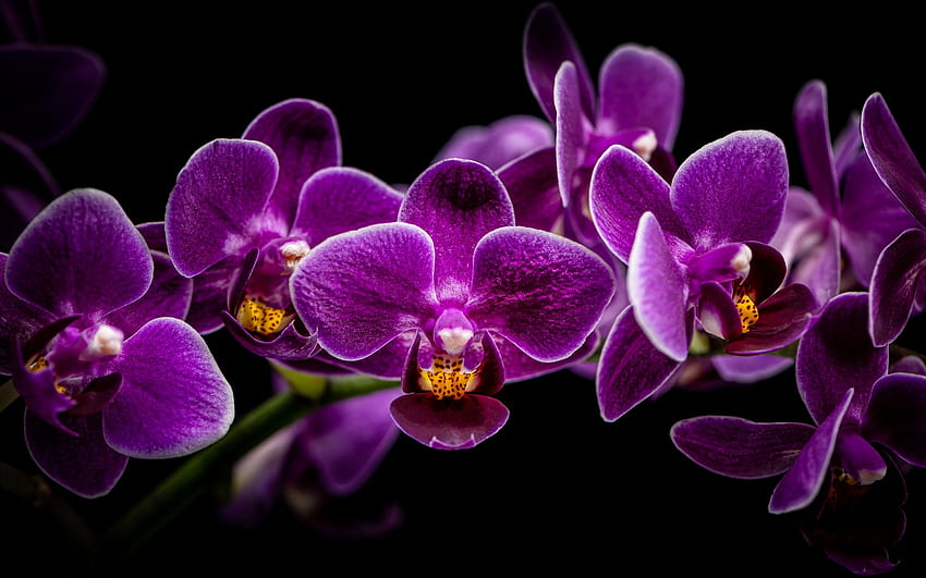 Mor orkideler, Çiçekler, Makro HD duvar kağıdı