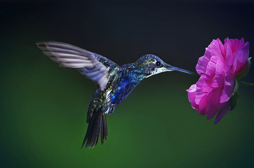 Hummingbird, Colibri HD wallpaper