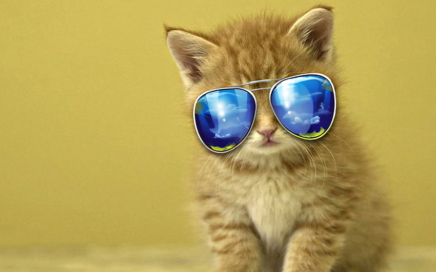 Kitten with sunglasses Latest Latest [] for your , Mobile & Tablet. Explore Cat Wearing Glasses . Cat Wearing Glasses , Cat With HD wallpaper