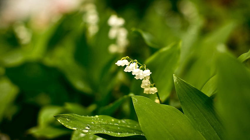 Nature, Flowers, Lily Of The Valley, Forest, Greens, Rarity HD ...