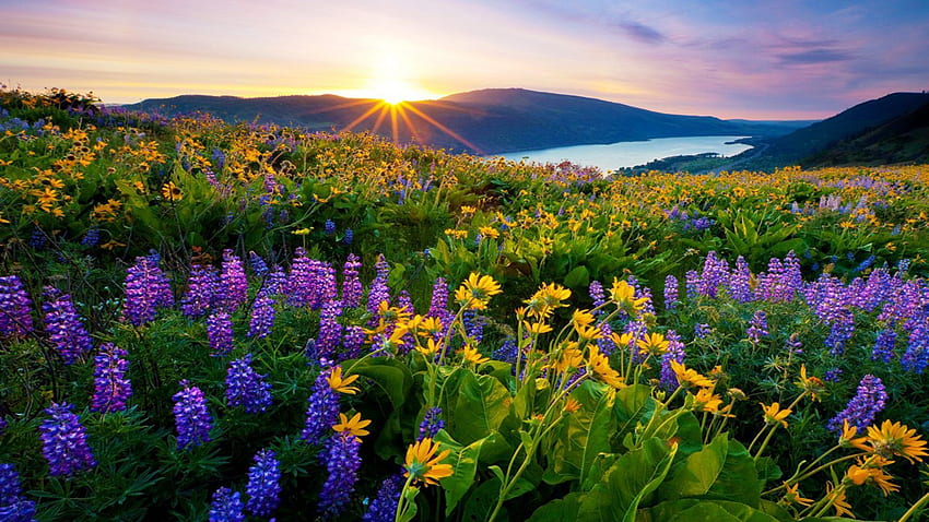Sunrise Morning First Sun Rays Flowers Meadow With Mountain Lake, Mountain Sunshine HD wallpaper