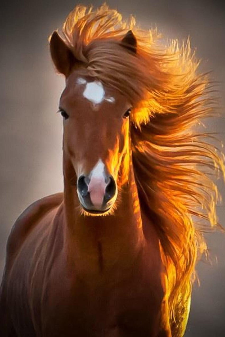 Pferdeportrait, Pferdegesicht HD-Handy-Hintergrundbild