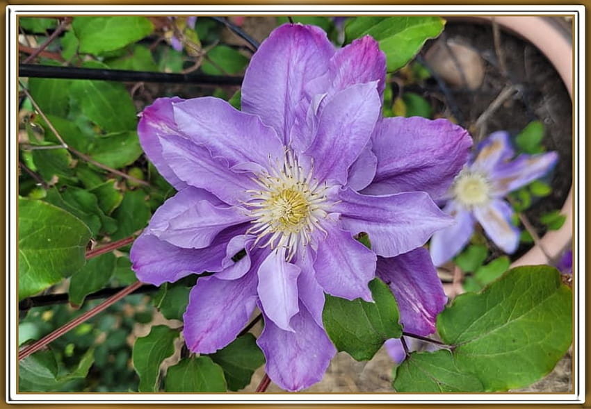 BEAUTIFUL CLEMATIS, FLOWER, PRETTY, NATURE HD wallpaper