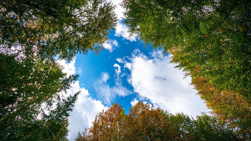 Worm's Eye View of Yellow Green Trees Branches White Clouds Blue Sky Nature Fond d'écran HD