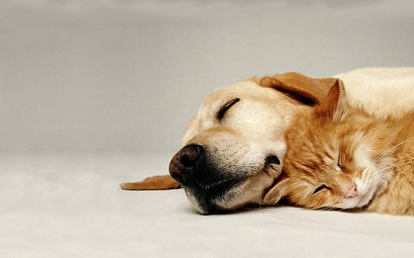 สุนัข สัตว์ แมว คู่รัก นอน ฝัน ดูแล เพื่อน วอลล์เปเปอร์ HD