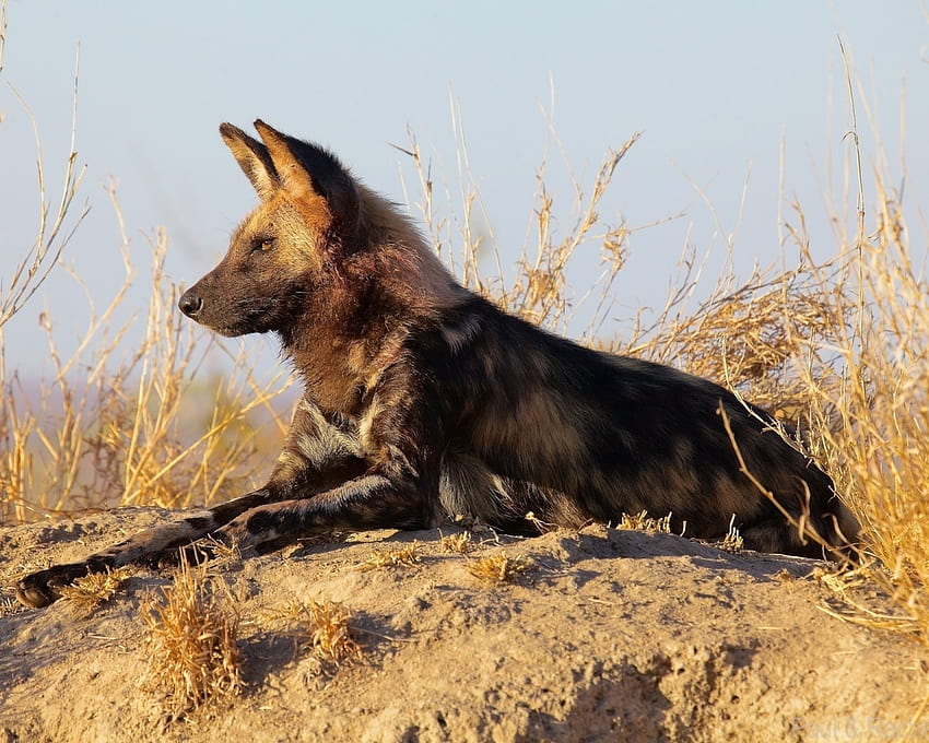 Afrika Yaban Köpeği, Afrika, hayvan, köpek, dinlenme, yalan söyleme, vahşi, yırtıcı hayvan HD duvar kağıdı