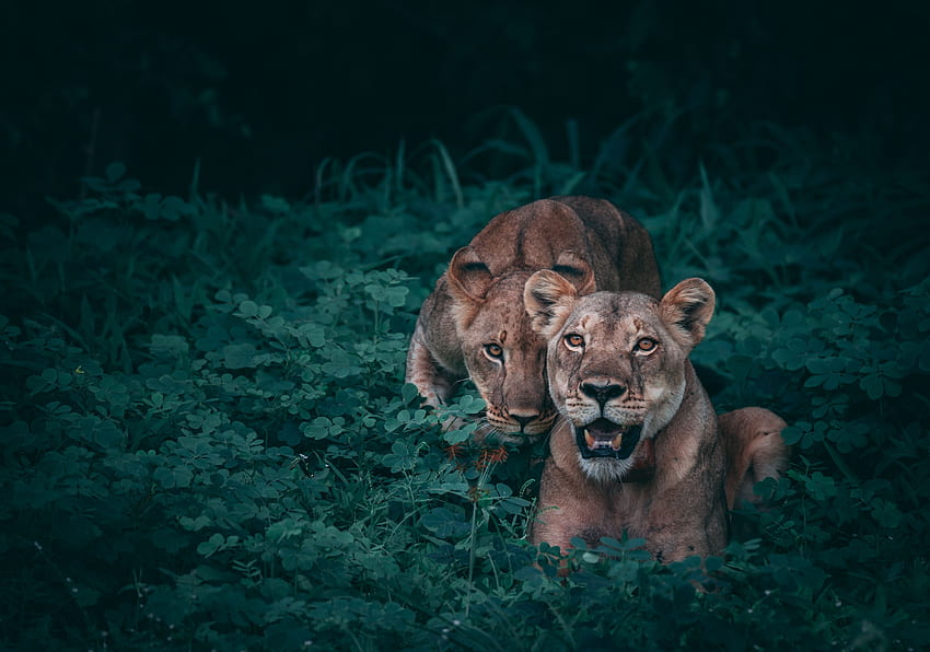 สัตว์, หญ้า, ผู้ล่า, สิงโต, Lionesses วอลล์เปเปอร์ HD
