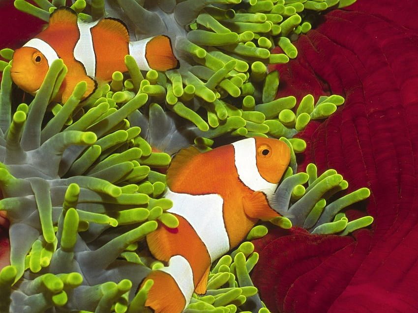 *** Ikan Berwarna-warni ***, warna-warni, putih, warna, ikan, oranye Wallpaper HD