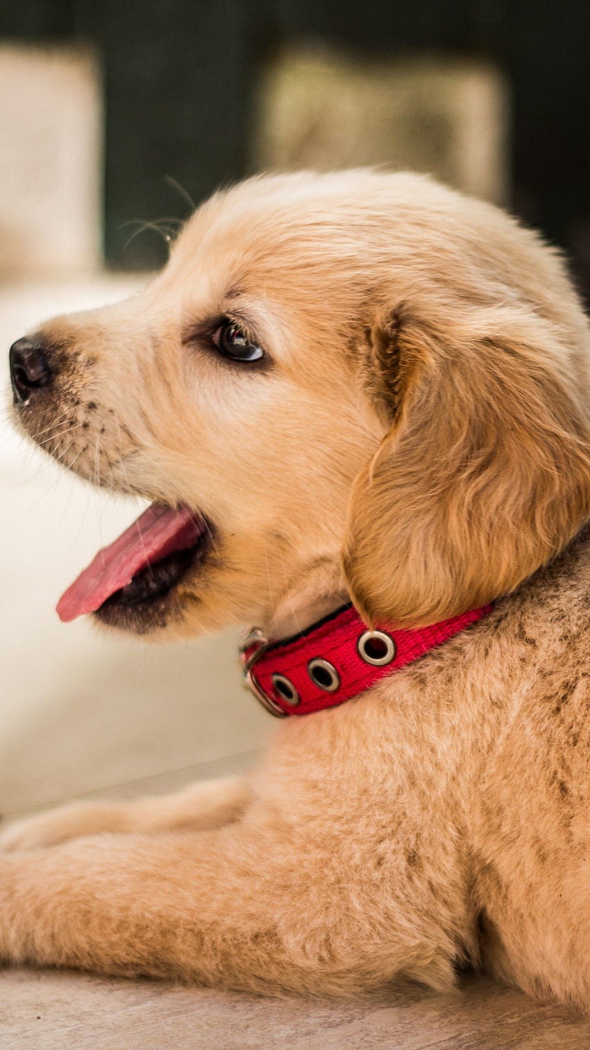 2K Free download | Golden Retriever Puppy Pink (Page 1), Golden