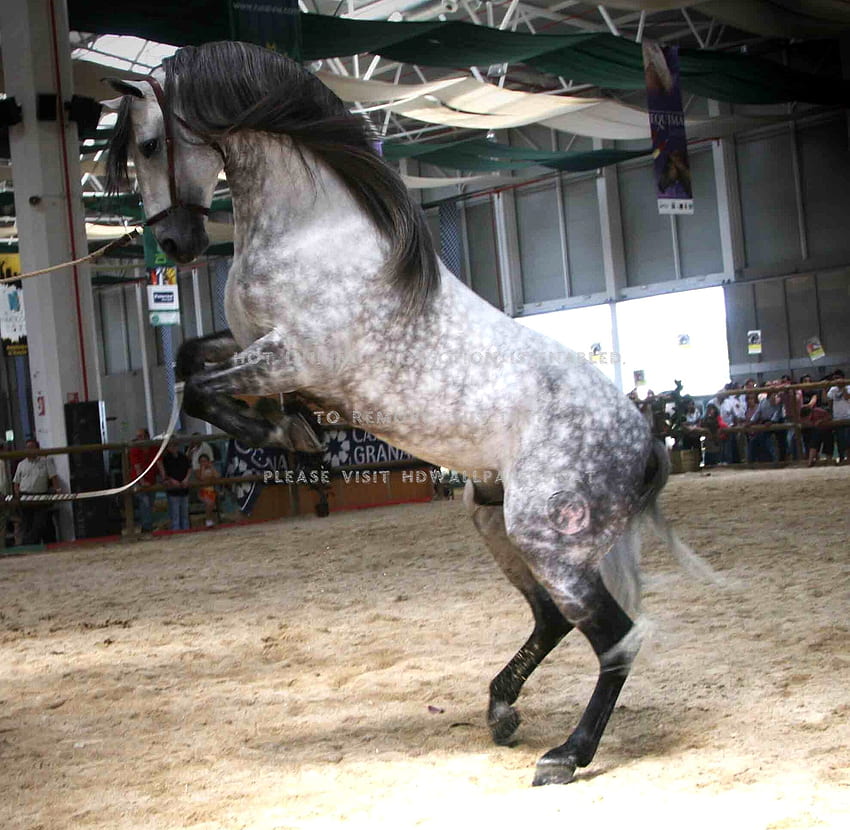 ม้าแว่นสีเทาสเปน Dapple Grey Horse วอลล์เปเปอร์ HD