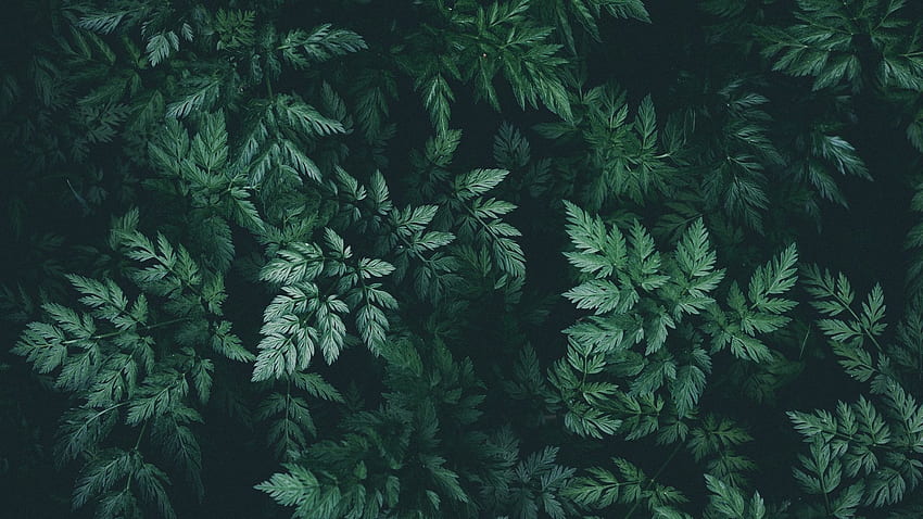Листа, зелени, тъмни, растения. Зелена природа, природа, тъмнозелена естетика HD тапет