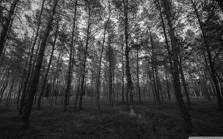 Forest Black and White Ultra Background, Gray Forest HD wallpaper
