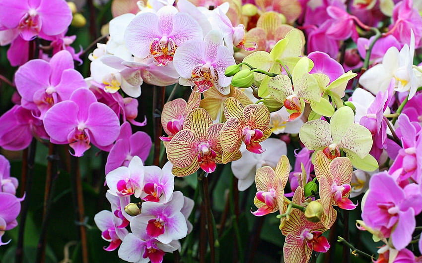 flores, brillante, primer plano, colorido, orquídeas, diferente fondo de pantalla