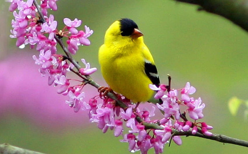 Birds, Cute Bird Spring HD wallpaper