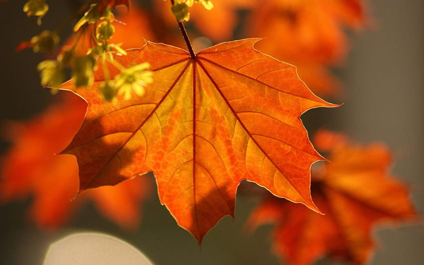 Orange Leaf, leaves, flower, fall, autumn, leaf, nature, orange, tree HD wallpaper